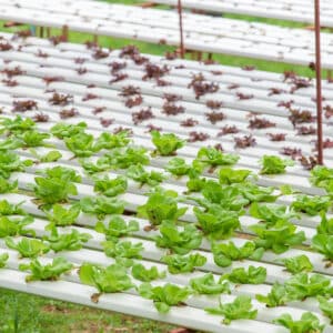 FERTILIZANTES HIDROSOLUBLES